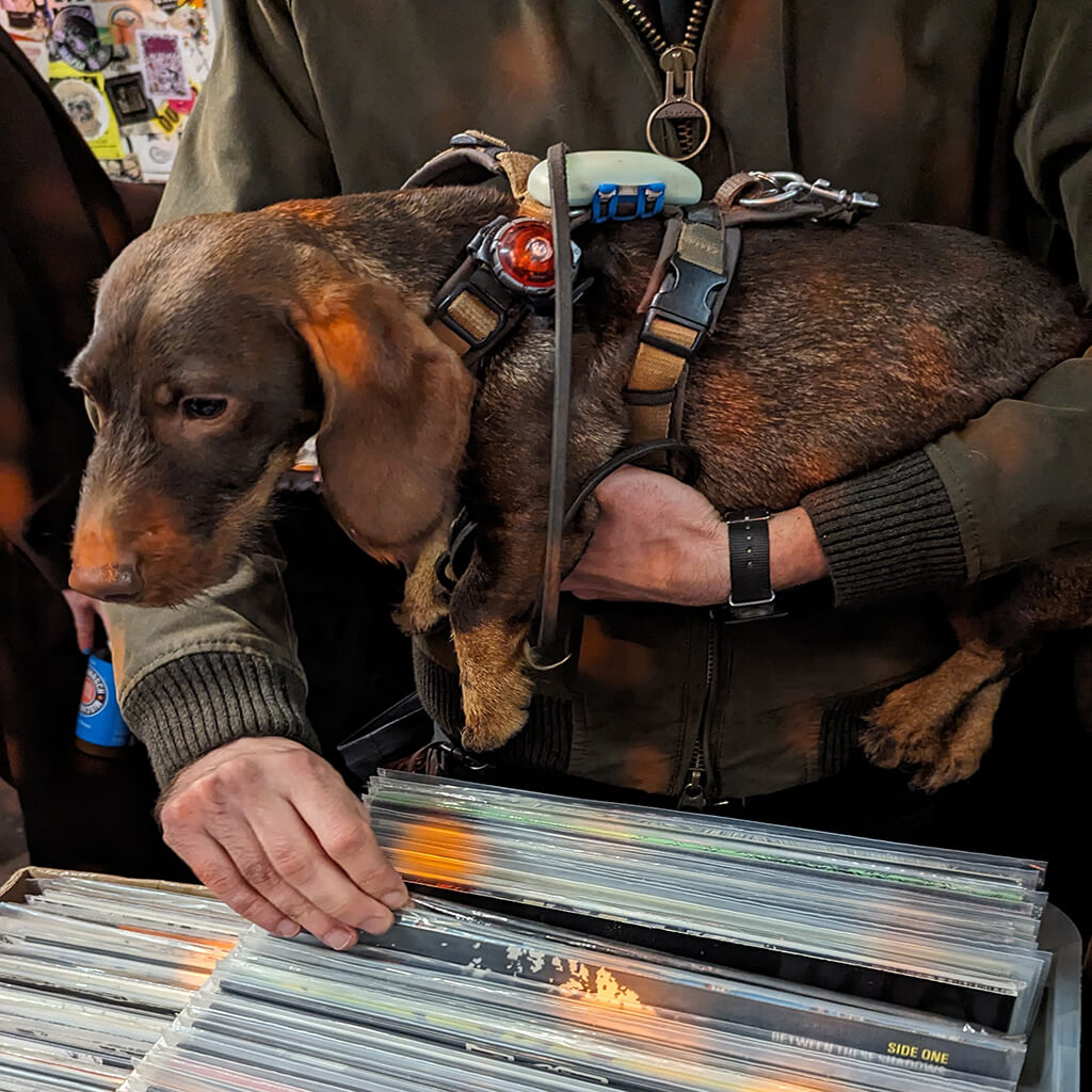 Dog at record stall